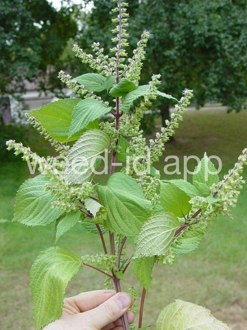 mint, perilla